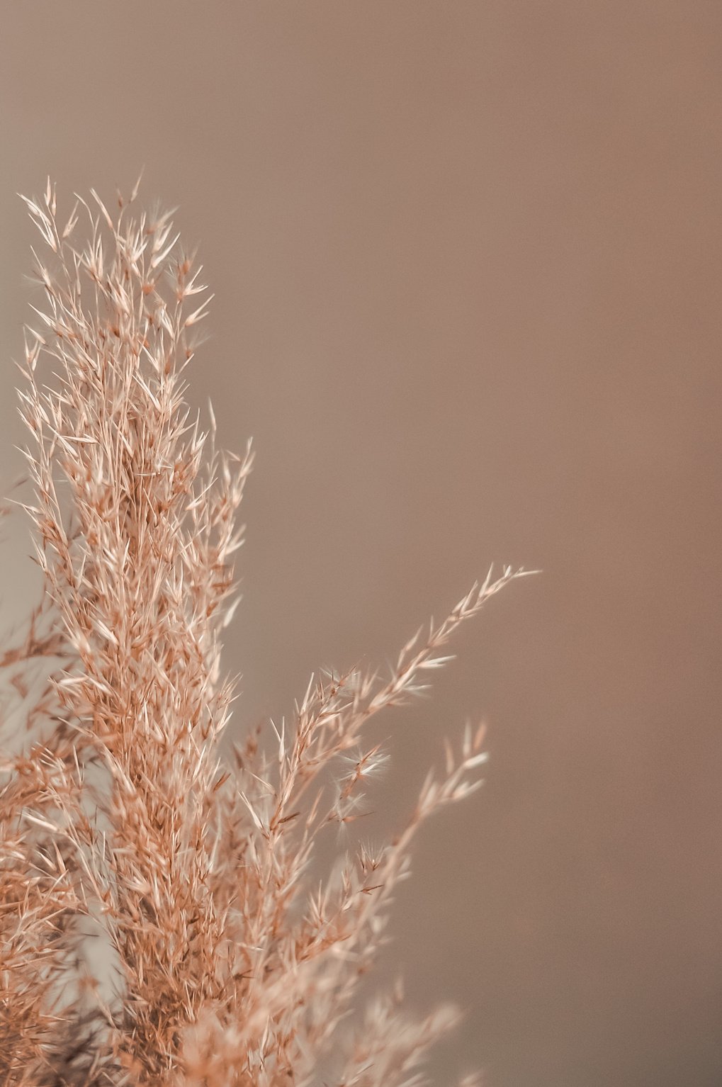 Brown Dried Flowers Wallpaper and Texture Background